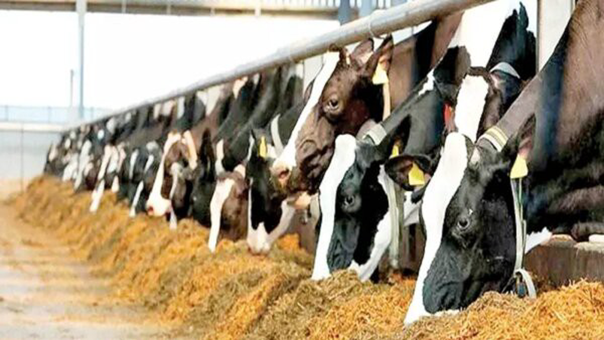 وزیر کشاورزی: ارز ترجیحی برای تامین نهاده‌های دامی حذف نمی‌شود
