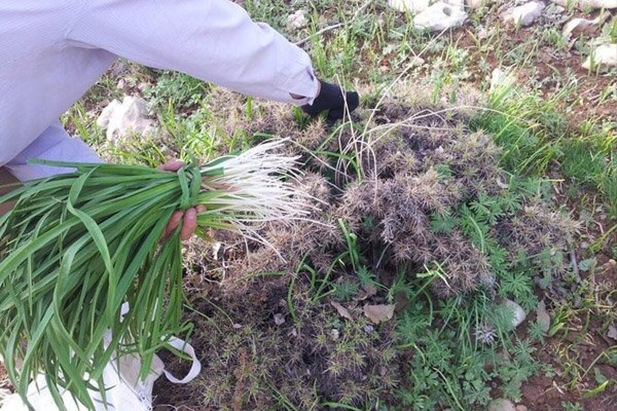 سبزی کوهیِ بومی لرستان با طبع گرم برای تسکین درد‌های مفصلی و رماتیسم