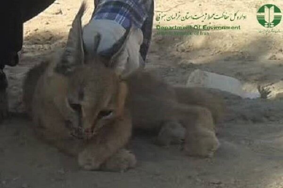 ردپای کاراکالِ کمیاب در زیرکوه؛ حضور یکی از ۸ گربه‌سان ایران ثبت شد