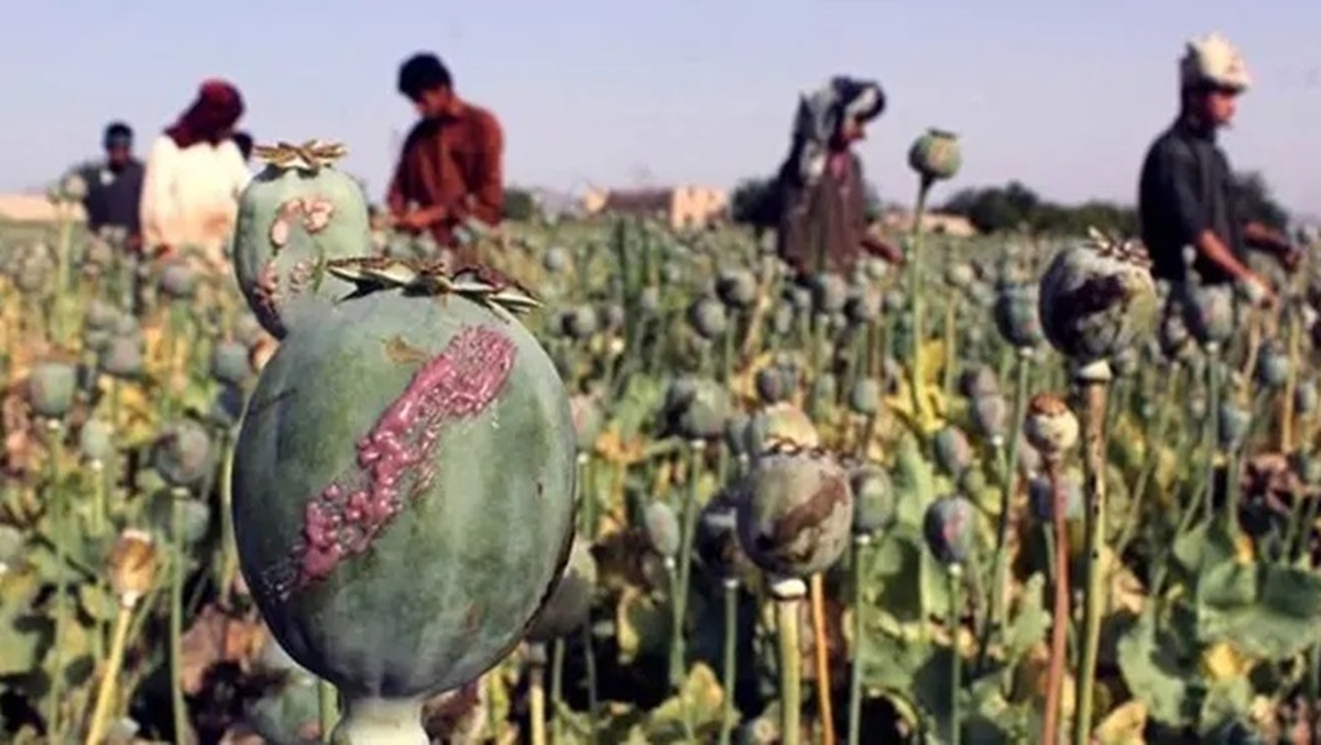 احتمال کشت رسمی موادمخدر برای تأمین برخی داروهای ضروری