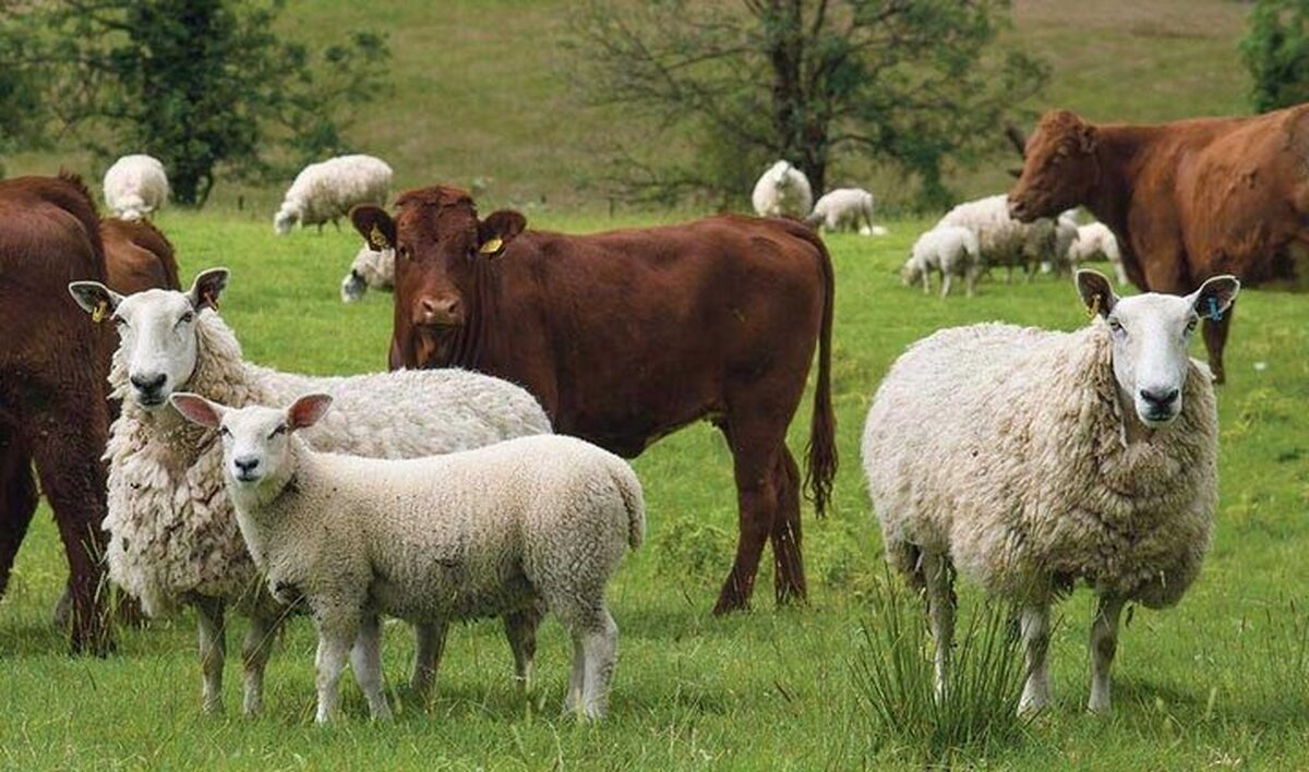 قیمت دام زنده امروز چهارشنبه ۱۴۰۴/۰۵/۲۹ +جدول