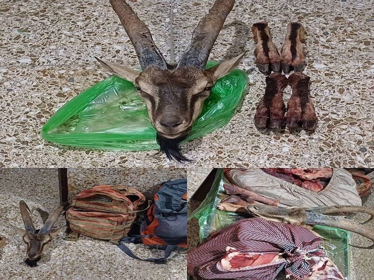کشف یک لاشه کل وحشی؛ تیراندازی شکارچیان به محیط‌بانان در کردستان