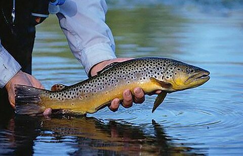 کشف 40 قطعه قزل‌آلای خال ‌قرمز از صیاد غیرمجاز