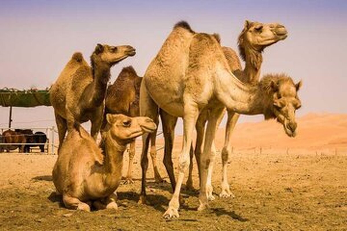 شیر شتر مفیدتر است یا شیر گاو؟