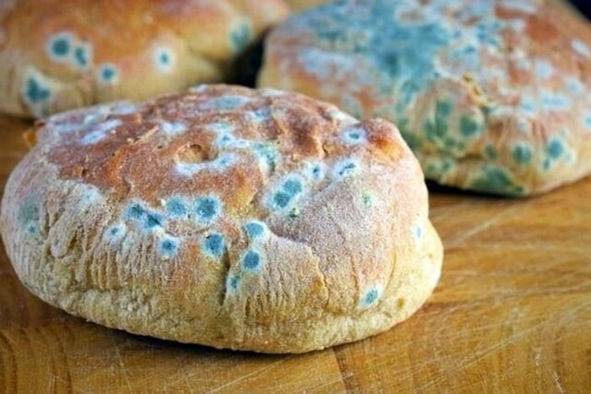کپک خانگی را دست کم نگیرید باعث این بیماری نادر در ریه شما می‌شود