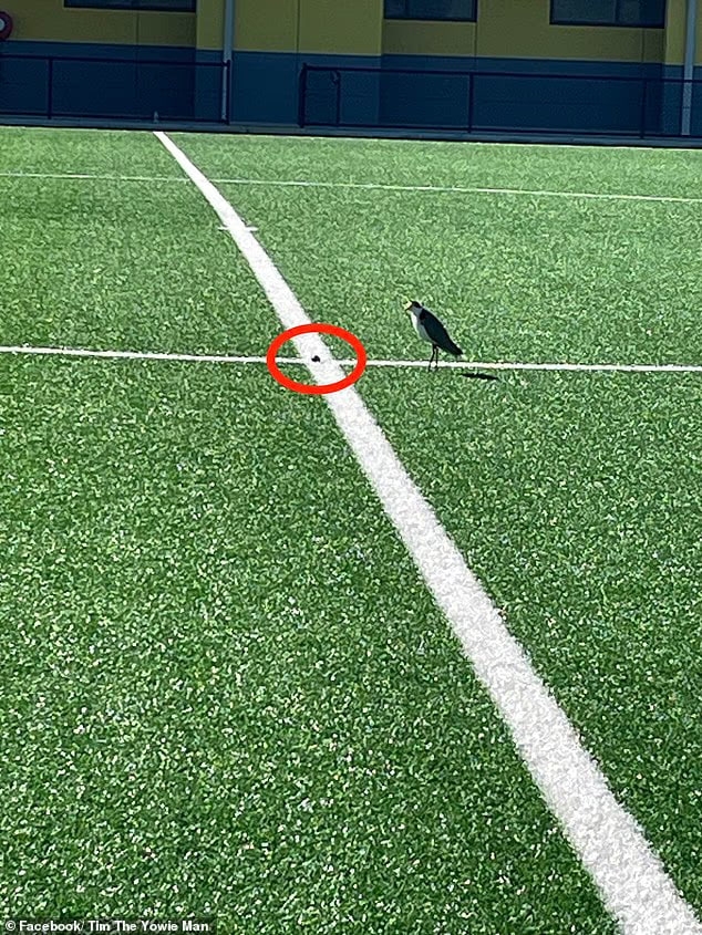 تعطیلی ورزشگاه استرالیا به خاطر تخم گذاری پرنده نایاب!+عکس تعطیلی ورزشگاه استرالیا به خاطر تخم گذاری پرنده نایاب!+عکس