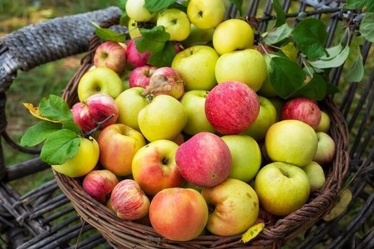 کاری که خوردن روزانه سیب با بدن انسان می‌کند