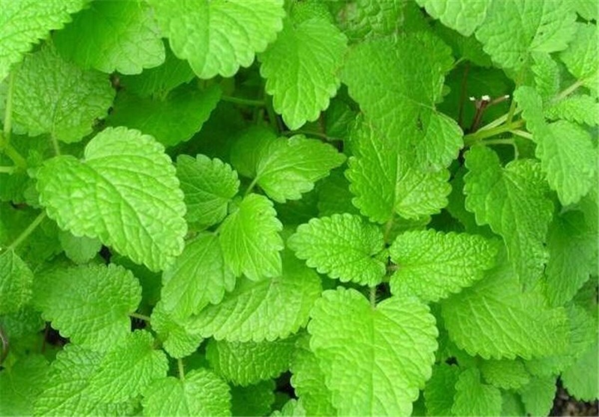 درمان آلزایمر فقط با این گیاهان
