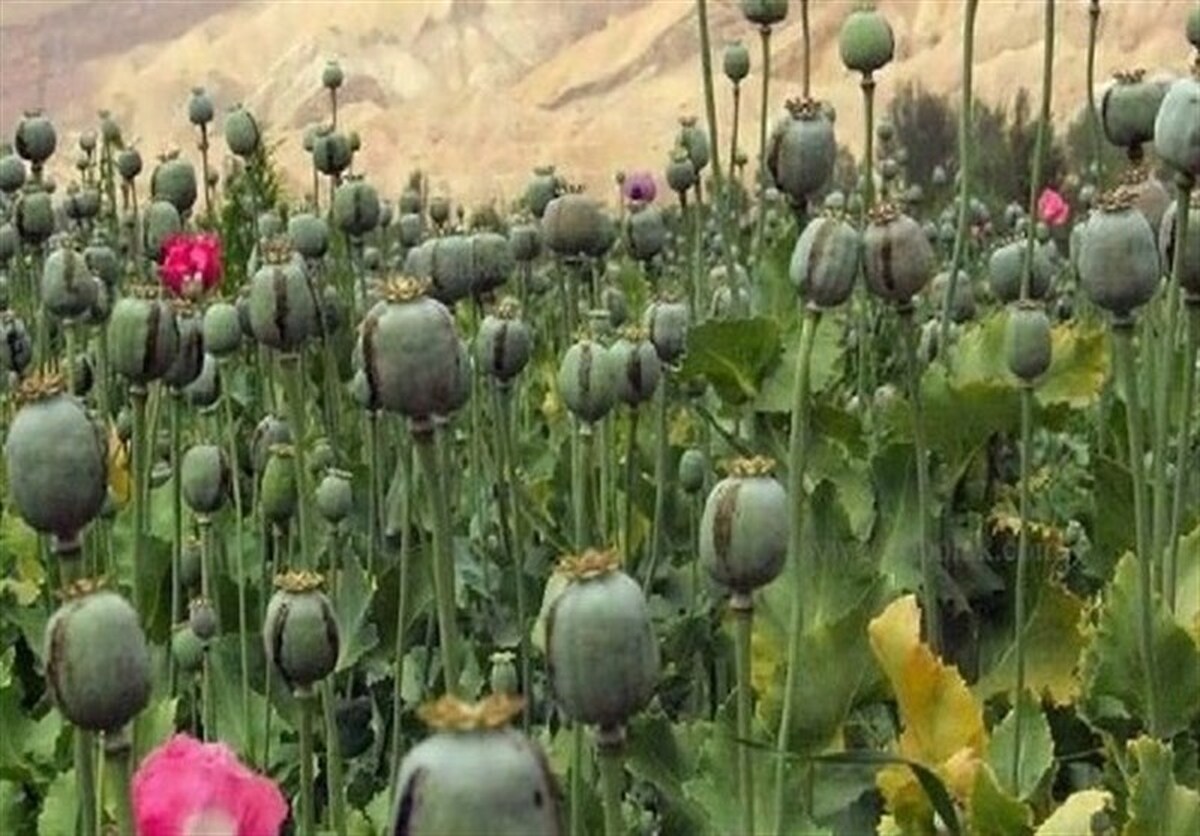 کشت خشخاش داخل ایران؛ مسئولان درگیر بررسی، سودجویان مشغول برداشت!