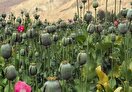 کشت خشخاش داخل ایران؛ مسئولان درگیر بررسی، سودجویان مشغول برداشت!