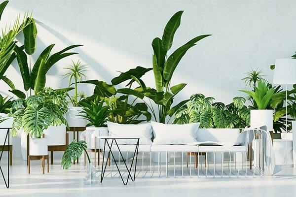 گل آپارتمانی عمده گل آپارتمانی عمده