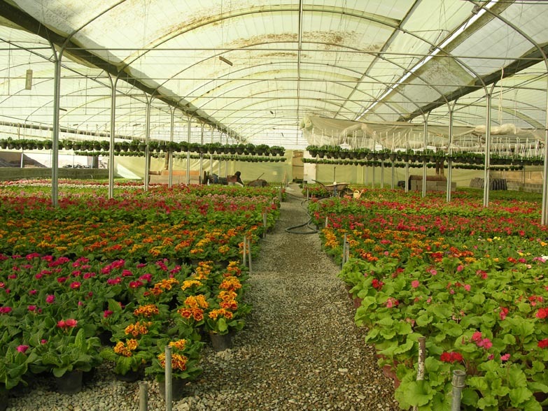 گلخانه گل در محلات گلخانه گل در محلات