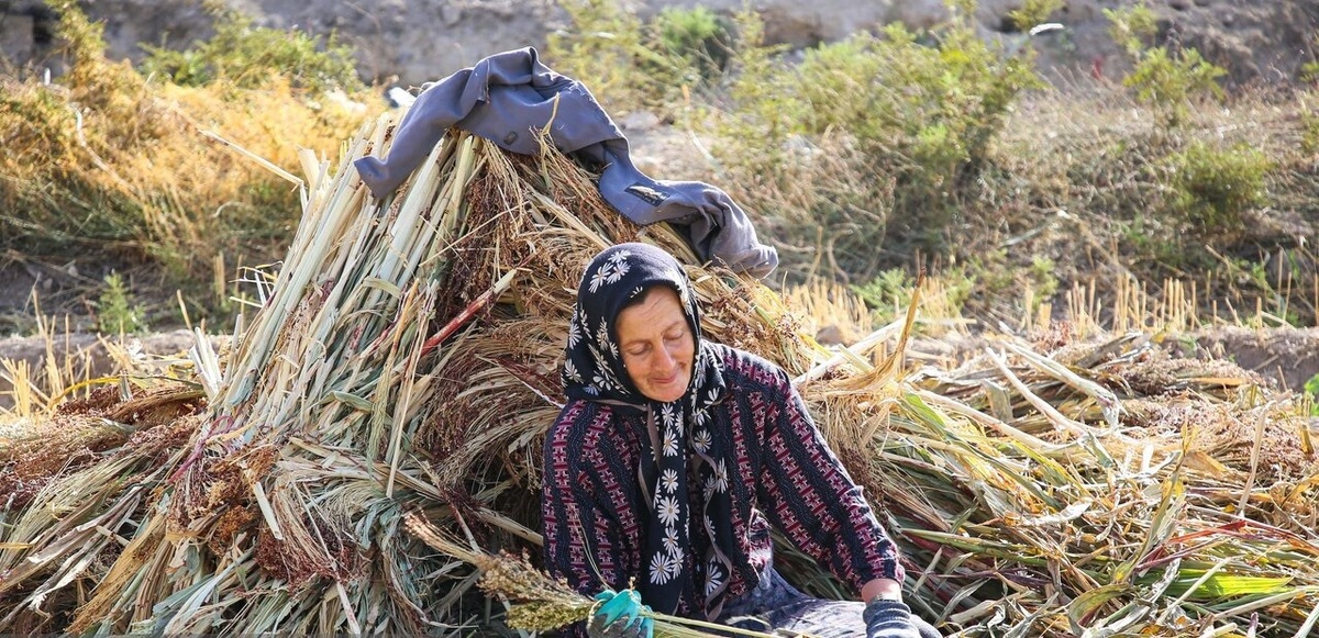 تصاویر/ هنر سنتی «جارو بافی» در روستای ملاحسن