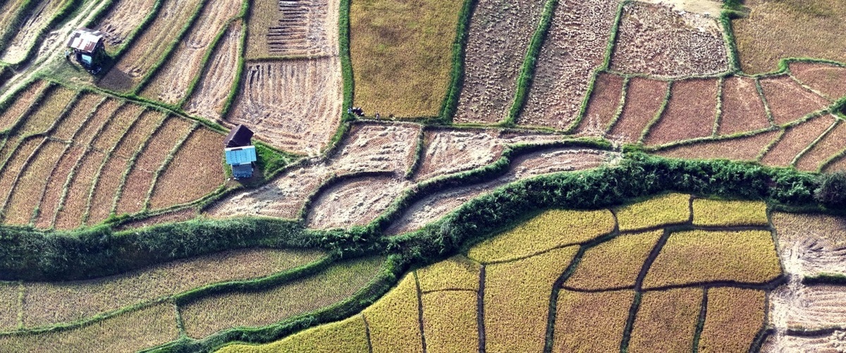 تصاویر/ برداشت برنج در ارتفاعات مازندران