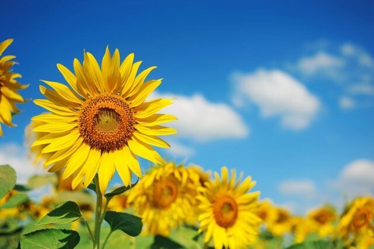 دمای هوای همدان از فردا کاهش می‌یابد