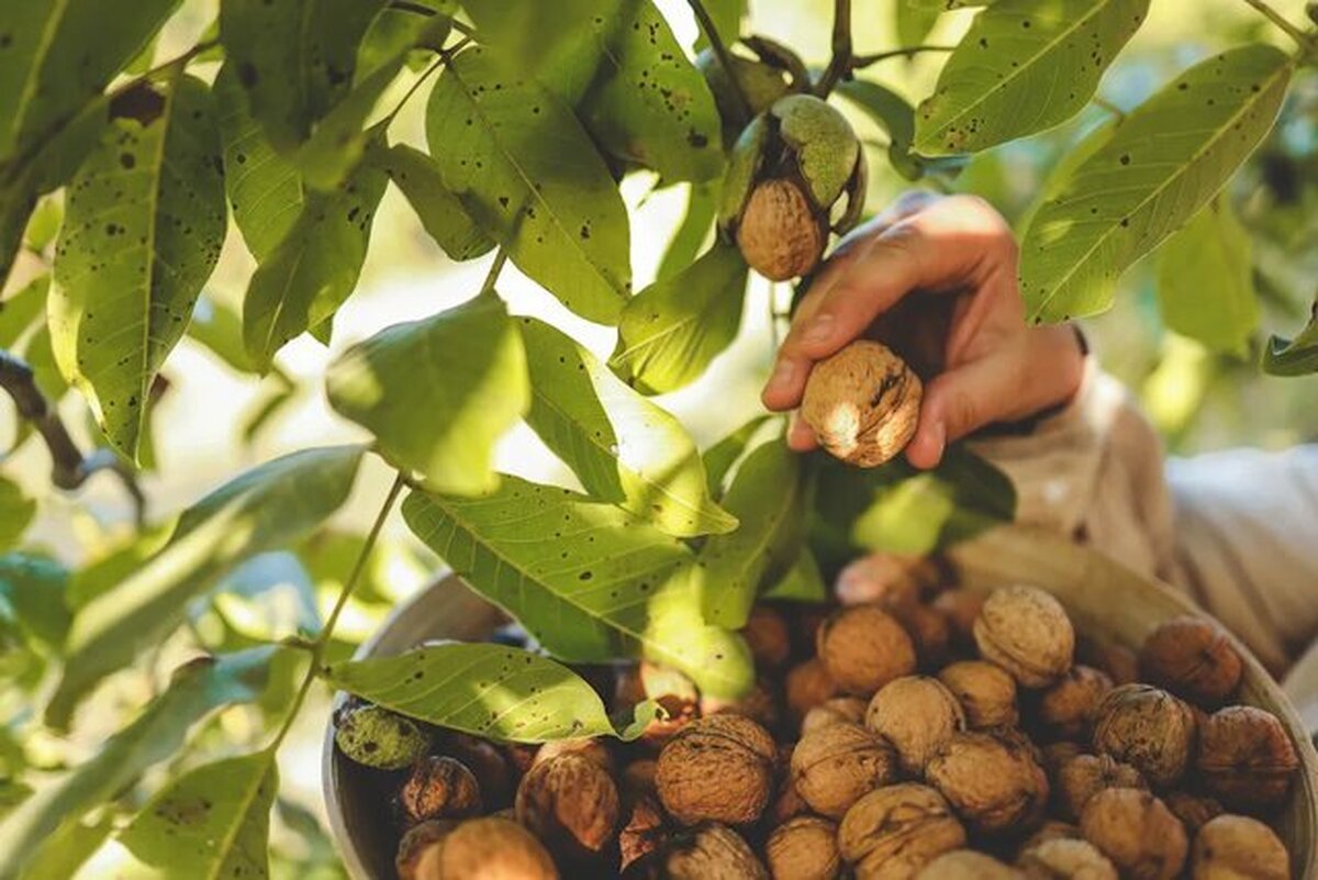 تولید برق با پوست گردو