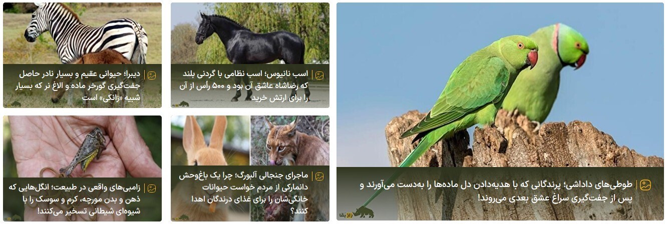 سایت راز بقا؛ مرجع تخصصی حیاتوحش ایران و جهان سایت راز بقا؛ مرجع تخصصی حیاتوحش ایران و جهان