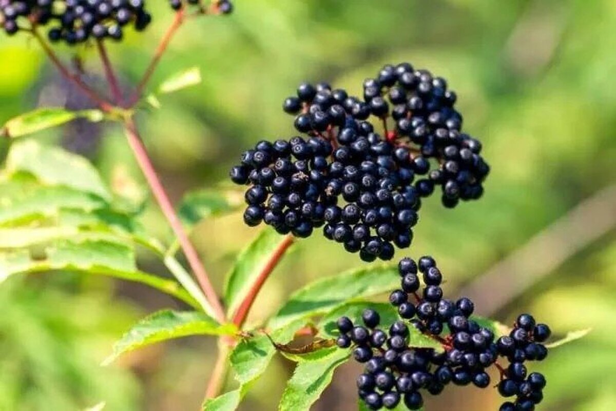 خواص و کاربرد‌های یک گیاه عجیب سیاه رنگ برای درمان سرماخوردگی