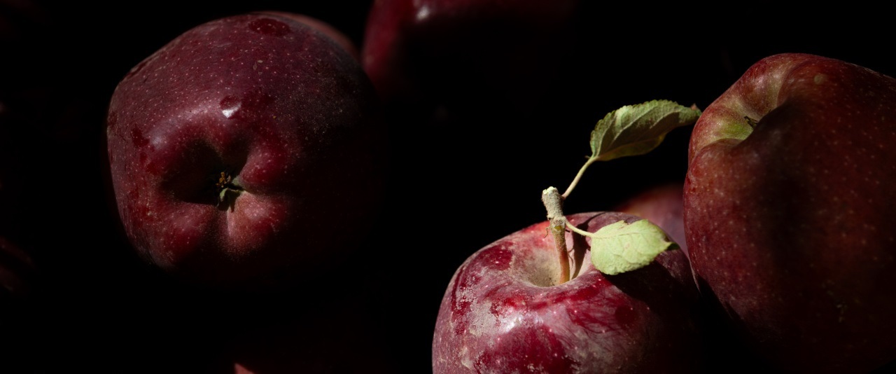 تصاویر/ موسم پاییز؛ فصل سیب مراغه