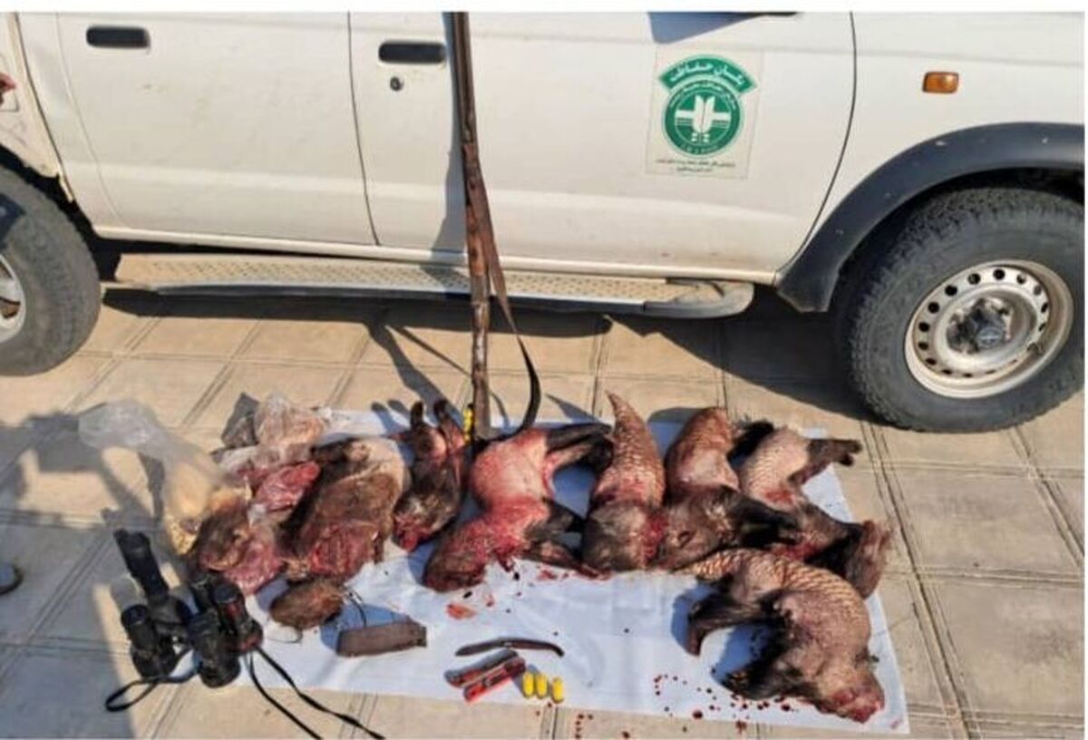 دستگیری ۱۰ شکارچی سیخور در کرمان