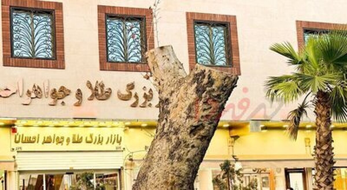 دلیل قطع درخت کهنسال خیابان ۱۵ خرداد چیست؟