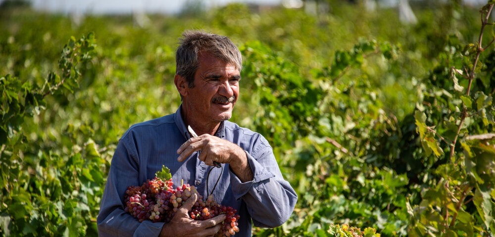 تصاویر/ هنر تاکستان؛ چیدن انگور تا شیره و کشمش