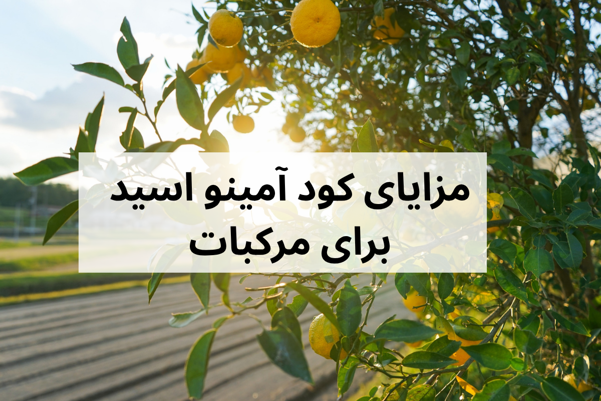 انتخاب کود برای مرکبات در پاییز