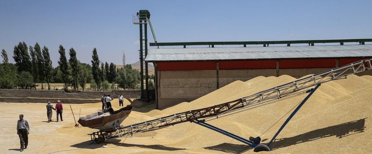 قیمت خرید تضمینی گندم برای سال زراعی ۱۴۰۴-۱۴۰۵ اعلام شد