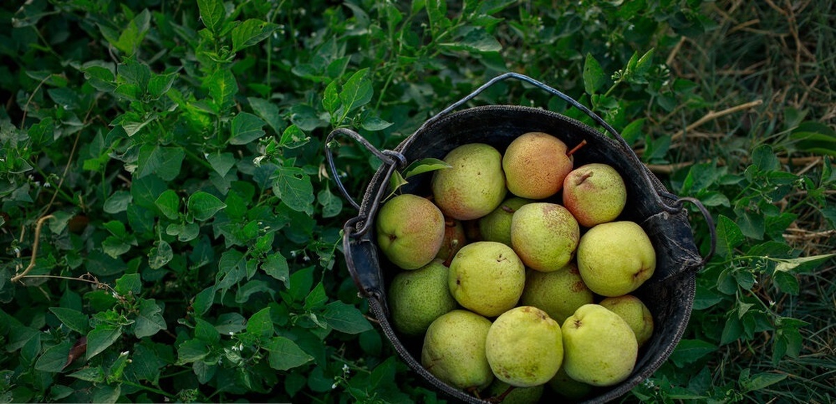 تصاویر/ تولید برای محرومیت زدایی؛ باغ گلابی چناران