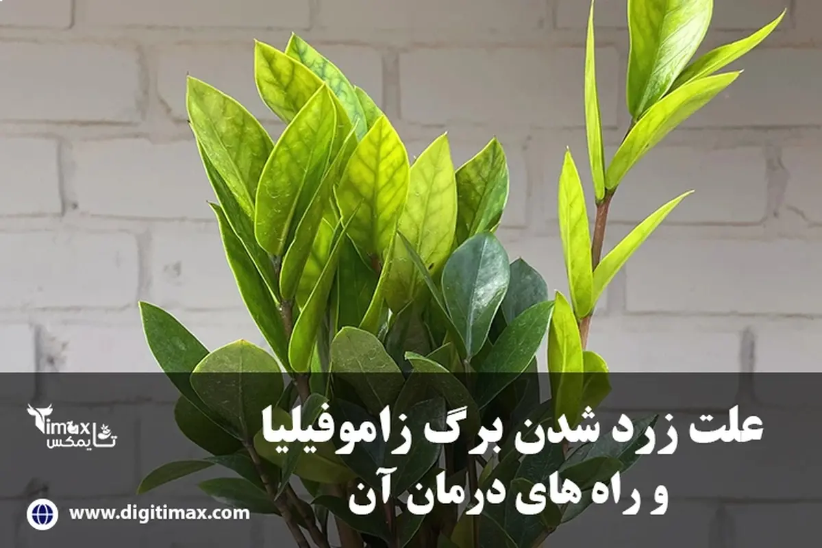 علت زرد شدن برگ زاموفیلیا و درمان آن