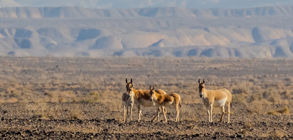 تصاویر/ پارک ملی کویر؛ امید گور ایرانی