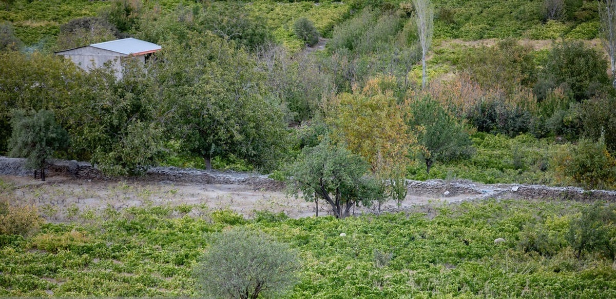 تصاویر/ فصل انگور در «هزاوه»