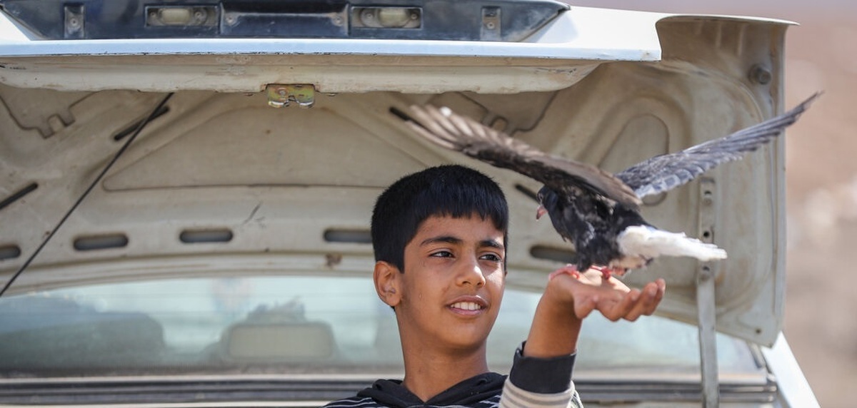 تصاویر/ بازار پرنده‌فروش‌های بجنورد