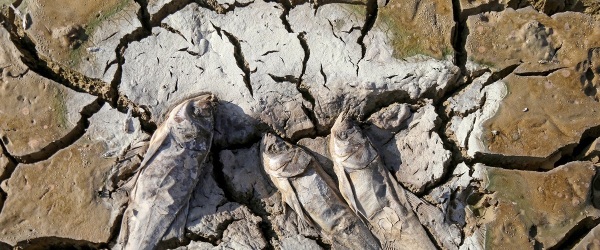 تصاویر/ سد بی‌آب، ماهیان بی‌جان؛ سد عبدل‌آباد خشک شد