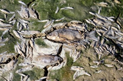 تصاویر/ سد بی‌آب، ماهیان بی‌جان؛ سد عبدل‌آباد خشک شد