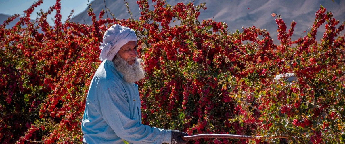 تصاویر/ برداشت زرشک در روستای «افین» خراسان جنوبی