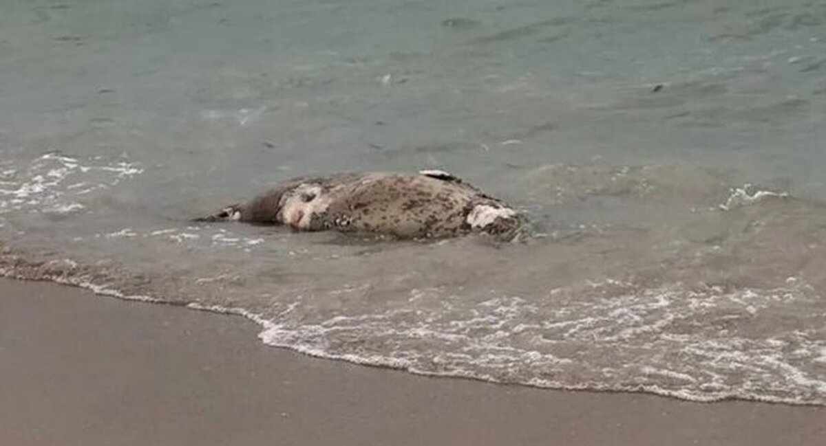 کشف لاشه بیش از ۱۰۰ «فُک خزری» در امتداد ساحل قزاقستان