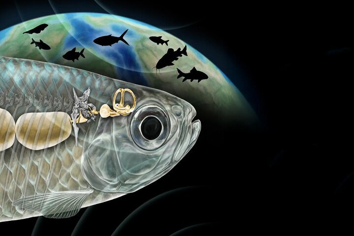 دانشمندان شگفت‌زده شدند/ ماهی باستانی با شنوایی شبیه انسان