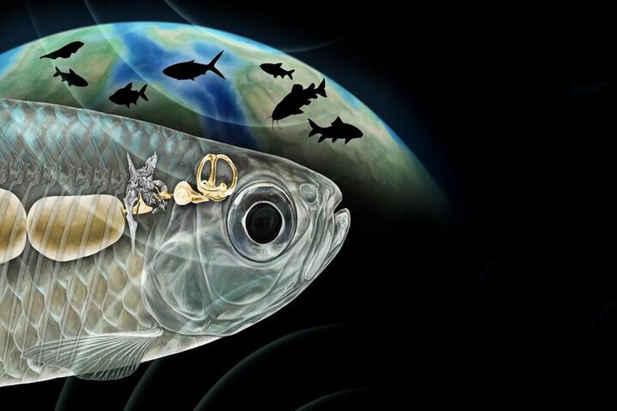 دانشمندان شگفت‌زده شدند/ ماهی باستانی با شنوایی شبیه انسان