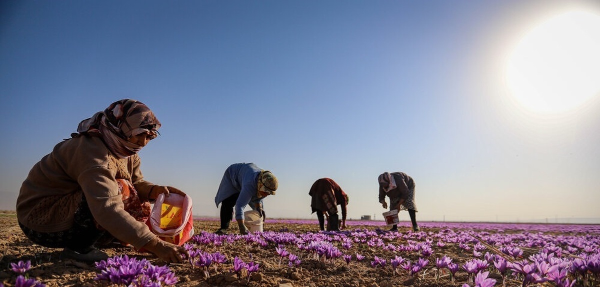 تصاویر/ برداشت زعفران - فاروج