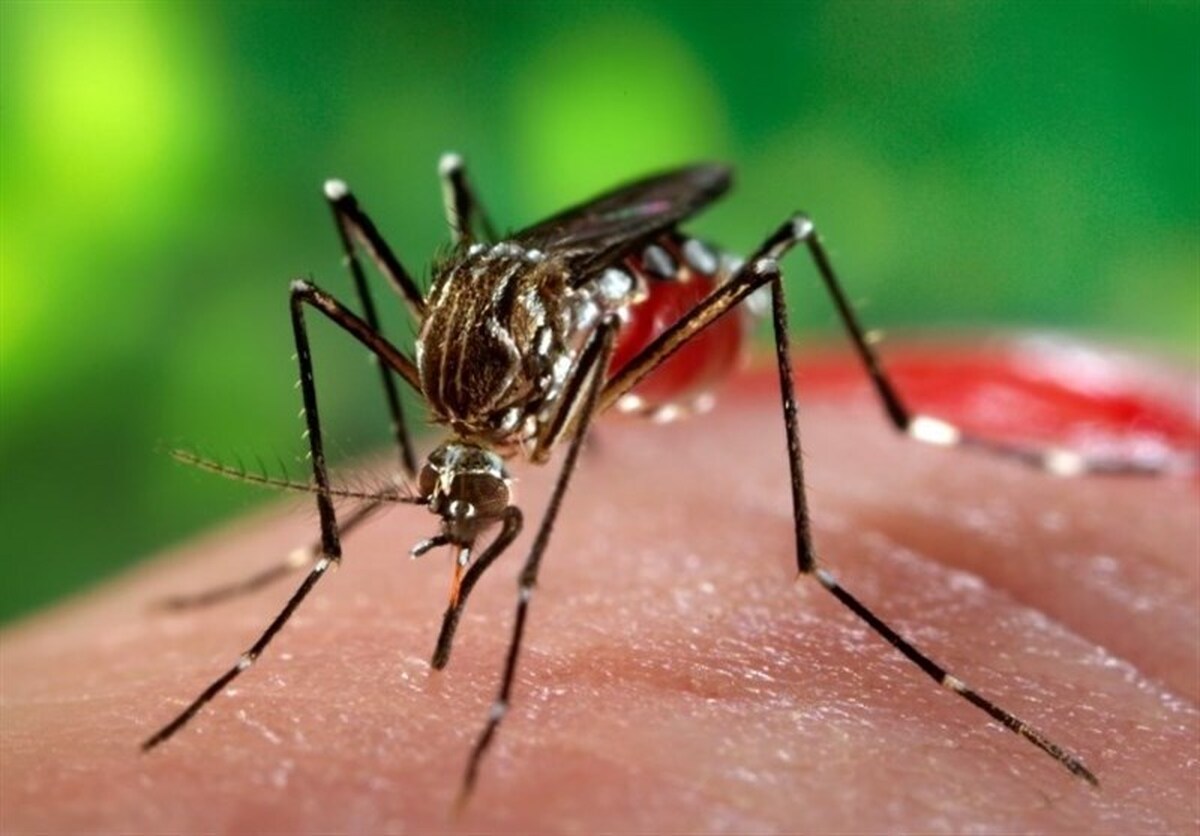 شناسایی ۱۳۸ مورد مثبت تب دنگی ناشی از پشه آئدس در هرمزگان