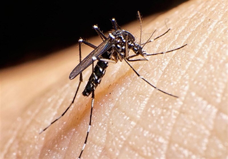 هشدار درباره شیوع تب دنگی در هرمزگان