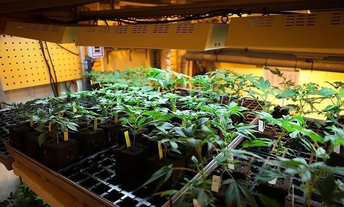 بزرگترین کشف ماریجوانا توسط پلیس در تهران