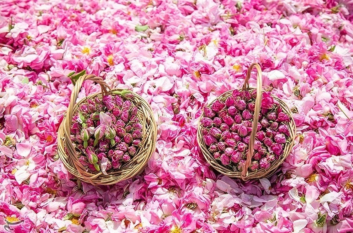 عربستان گل محمدی ایران را به نام خود ثبت جهانی کرد