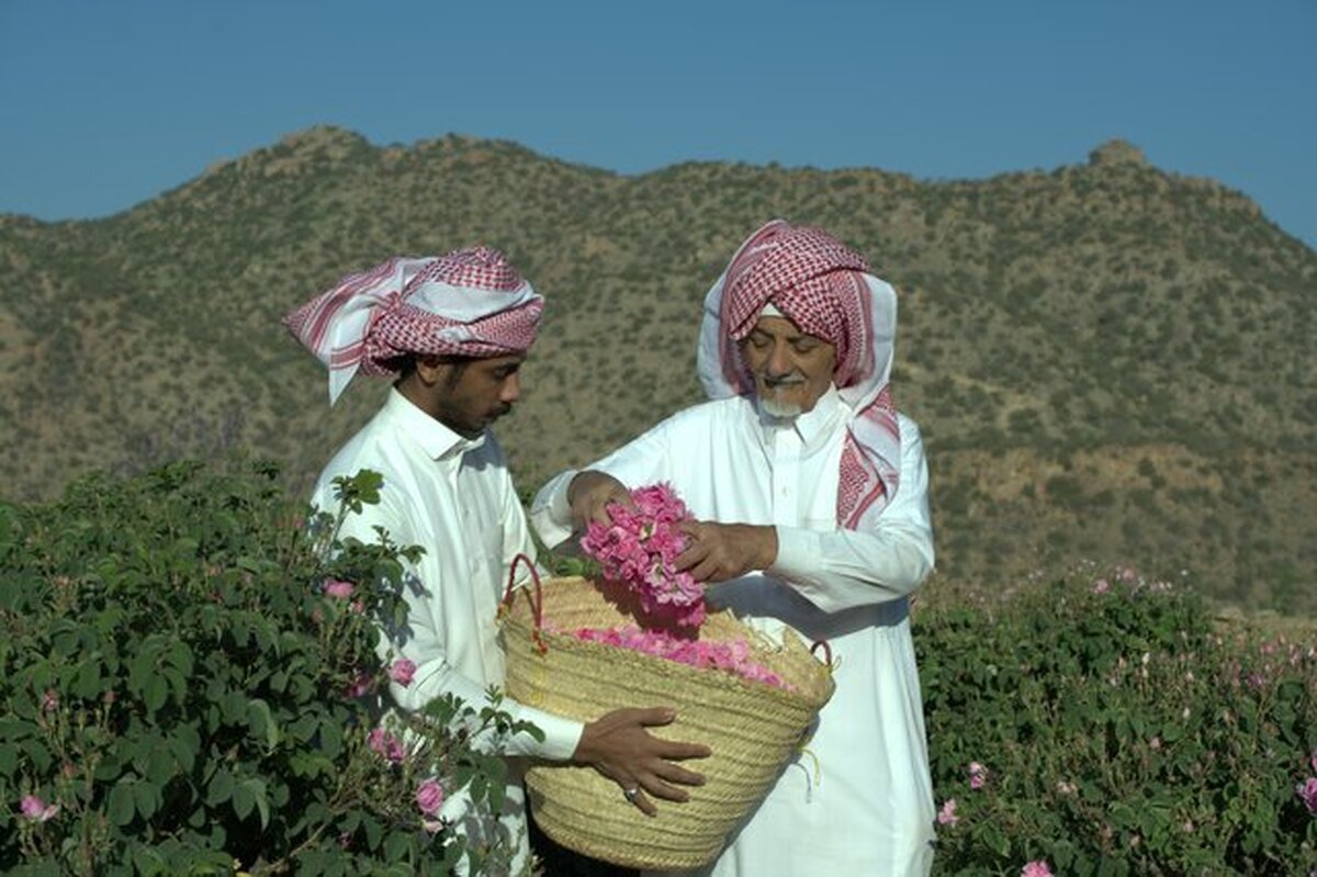 ماجرای خبر ثبت گل محمدی به نام عربستان چیست؟