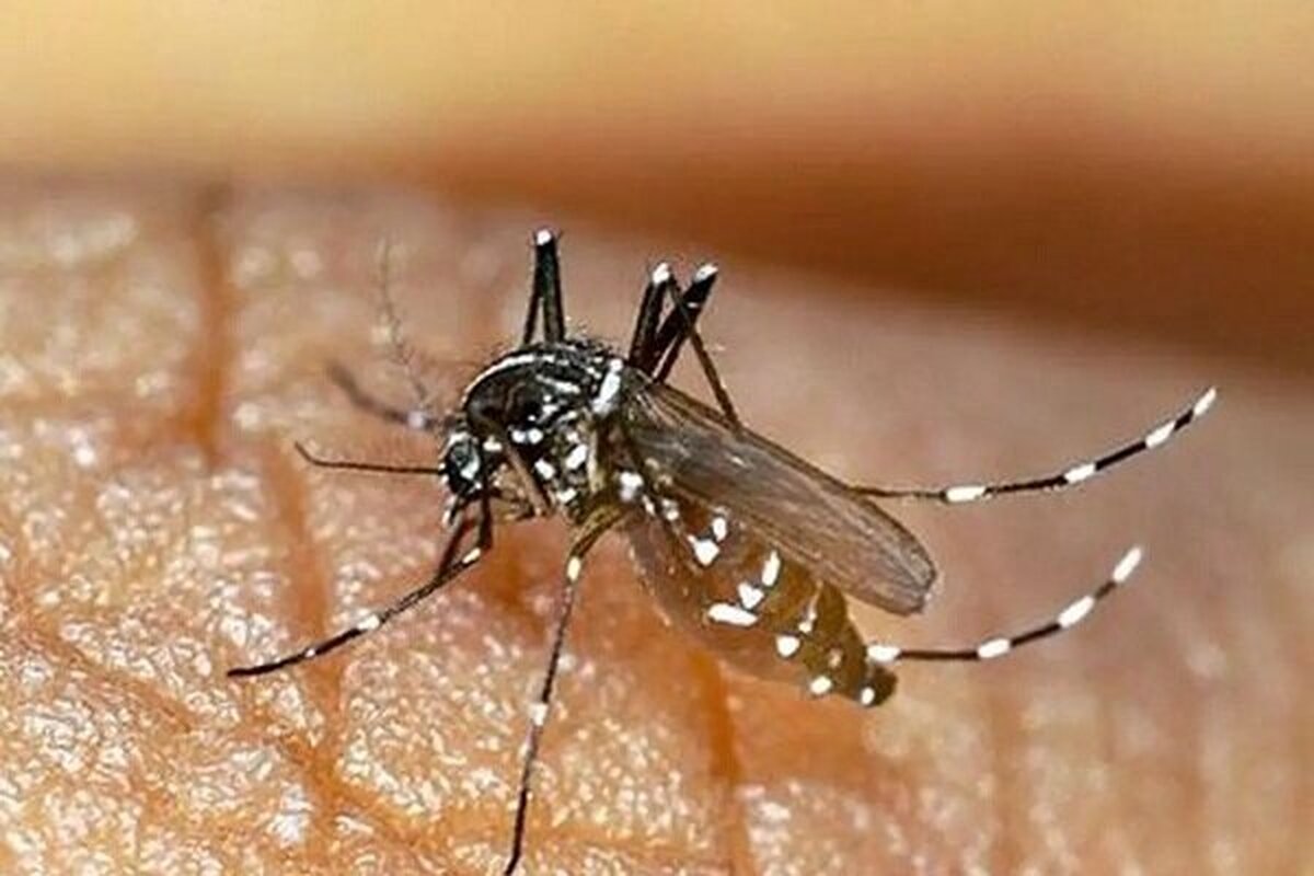 زنگ خطر آئدس در هرمزگان/ شمار مبتلایان به تب دنگی به ۱۶۸ تن رسید