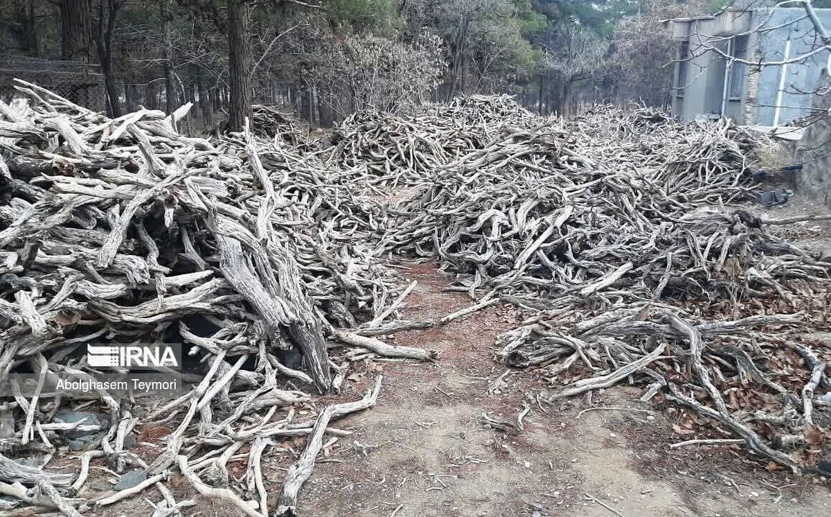 ۸ تن چوب تاغ قاچاق در گناباد کشف شد