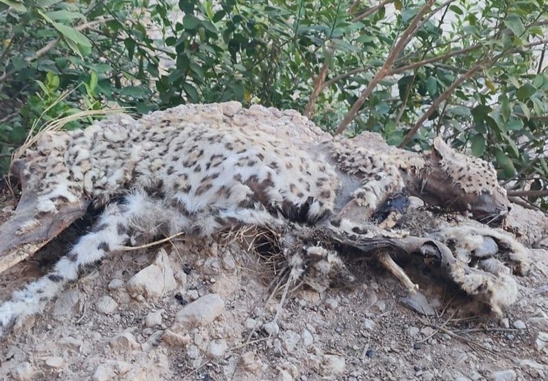 لاشه پلنگ ایرانی در بوشهر کشف شد