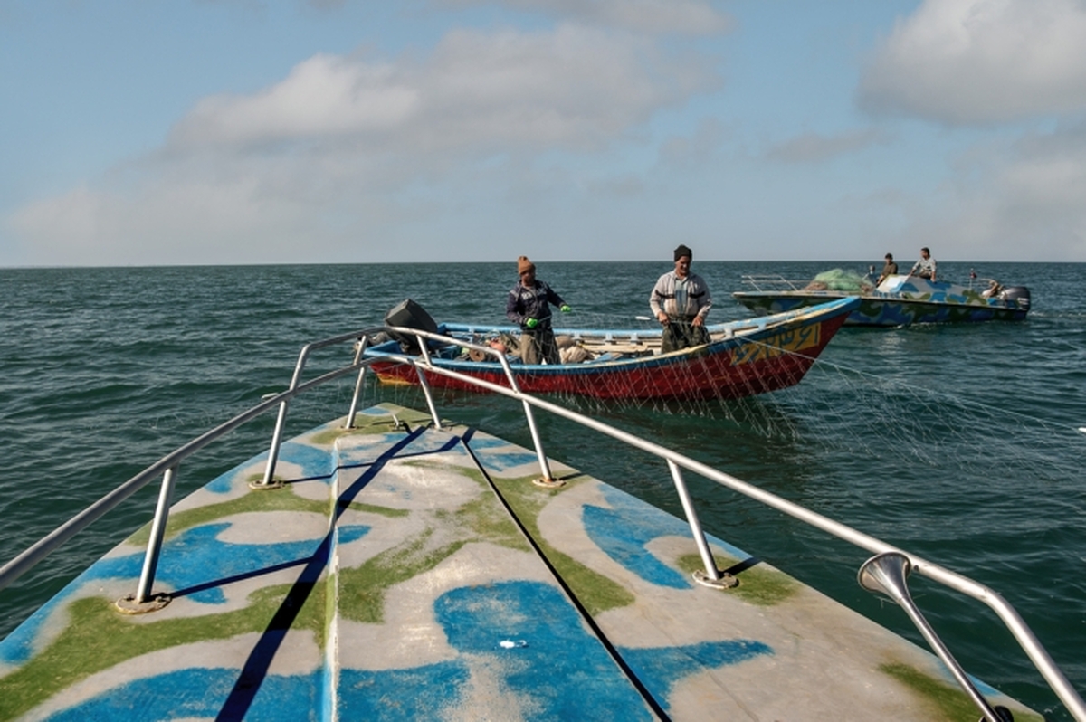 ۳۵۰ تن ماهی از دریای مازندران صید شد
