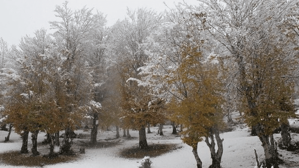 اولین برف پاییزی ۴ استان را سفیدپوش کرد